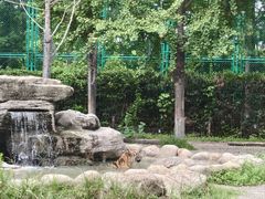 -上海野生动物园老虎餐厅