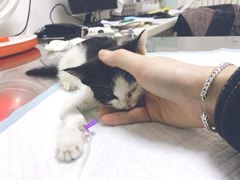 -特一安24小时宠物医院·骨科·中兽医