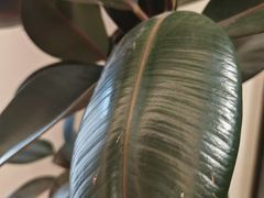 -瑶舍头疗·瑶浴·芳香热石SPA(五洲国际店)