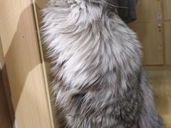 -MOCHA明星猫咖(田子坊店)