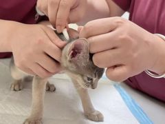 -纳吉亚猫专科动物医院博雅分院