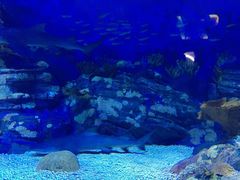 -烟台海昌鲸鲨海洋公园