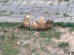 -深圳野生动物园