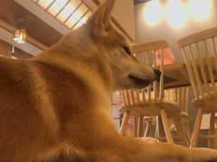 -豆柴町-柴犬主题狗咖(红鼎国际C座店)