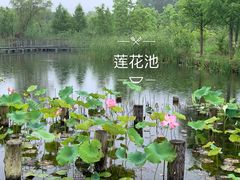 -昆山城市生态森林公园