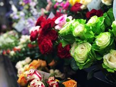 -荷兰花海