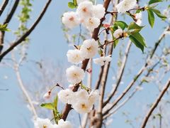 -顾村公园