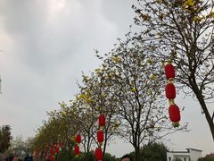 -天适樱花悠乐园