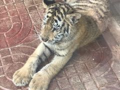 -西霞口神雕山野生动物世界