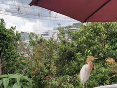 -吉隆坡雀鸟公园