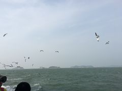 -长岛万鸟岛