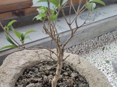 -小茶闲舍·观景商务茶馆(广州塔店)