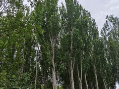 -大兴滨河森林公园