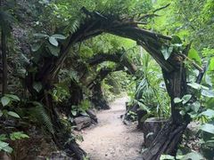 -西双版纳原始森林公园