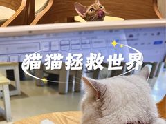 -藏猫猫咖啡主题馆(中央大道店)
