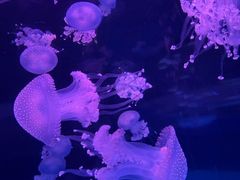 -左海海底世界