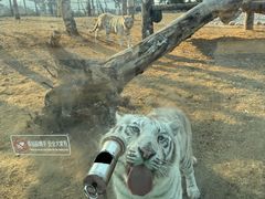 -西霞口神雕山野生动物世界