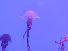 -沈阳海洋探索中心