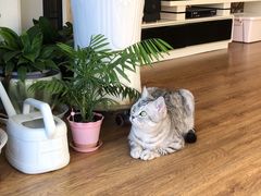 -纳吉亚猫专科动物诊疗中心(蒋宅口分院)