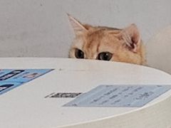 -喵的天空名猫咖啡馆·撸猫·猫舍·用品