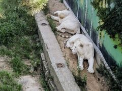 -西霞口神雕山野生动物世界