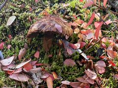 -莫尔道嘎国家森林公园