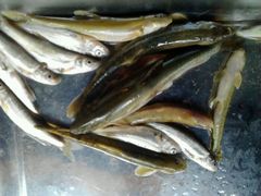 android_upload_pic-石卡雪山