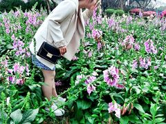 -松山湖梦幻百花洲