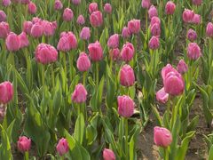 -长春公园(普阳街道)