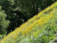 -西湖风景区-江洋畈生态公园