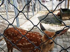 -长白岛森林公园