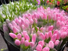 -循礼门鲜花花市(武汉循礼门店)