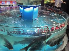 -魏铭鱼头捞饭(晋阳路店)