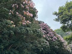 -梧桐山风景名胜区