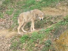 -泉州海丝野生动物世界