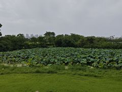 -盘龙城国家考古遗址公园