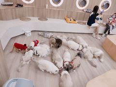 -瞄一喵猫咖(格力海岸店)