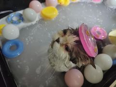 -佳雯宠物医院·皮肤科·内外科(春晓路分院)