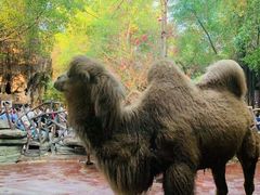 -长鹿旅游休博园