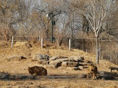 -北京野生动物园
