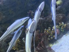 -合肥海洋世界