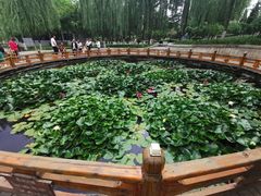 -金城公园