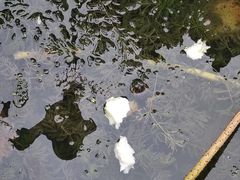 -东升八家郊野公园