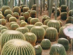 -南山植物园
