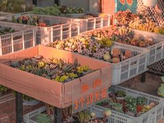 -溪岸路花鸟市场