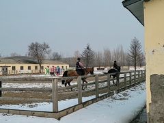 -北京群众马术培训基地