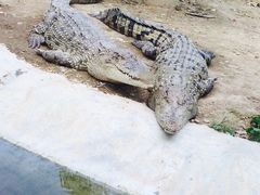 -泉州海丝野生动物世界