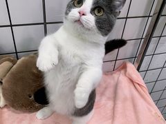 -1013 PET SHOP精品宠物商店(丁香店)