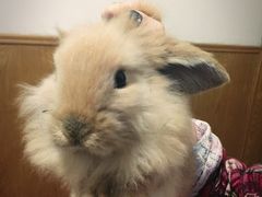 -宠物兔专门店(天丰利市场店)
