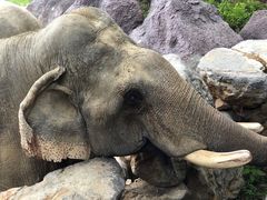 -青岛森林野生动物世界